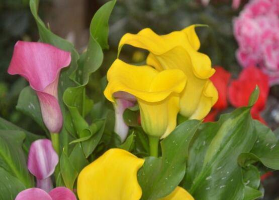 彩马蹄莲的养殖方法，做好五个要点花开艳丽
