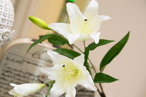 香水百合的花期，每年的夏季开花（花期在2个月左右）