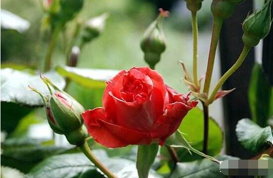 玫瑰花的繁殖方法，扦插繁殖应用最广泛/存活率最高