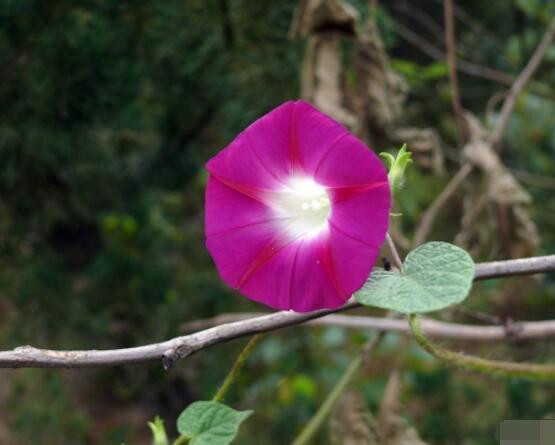 牵牛花什么季节开花 每年的夏秋开花 6 10月 发财农业网