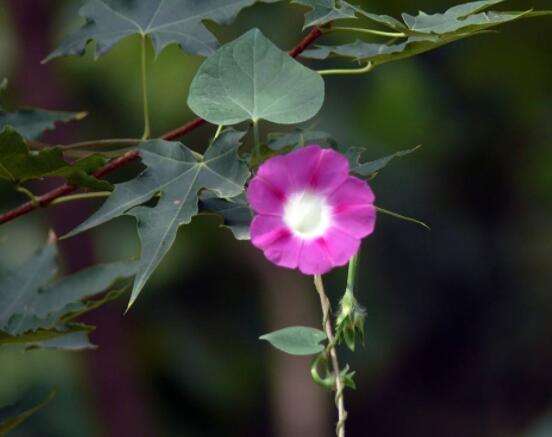 牵牛花什么季节开花，每年的夏秋开花(6-10月)