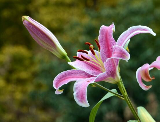 百合花养水里能活多久，做好五个要点可存活百日以上