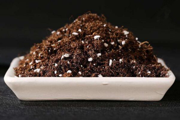 天竺葵喜酸性土吗，建议使用微酸性土壤进行养护