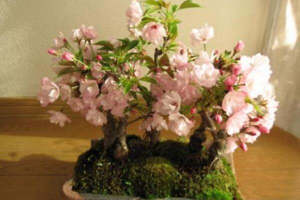 樱花种子种植方法，5步完成樱花的种植