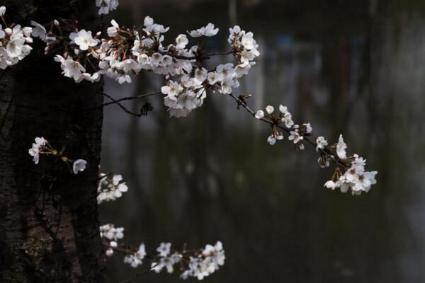 樱花树冬天要浇水吗，保持土壤偏干燥即可