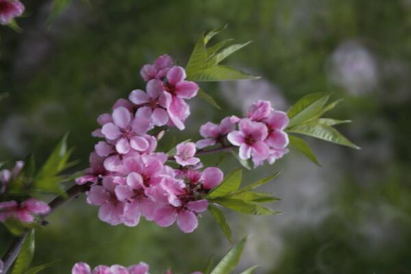 桃花什么时候开，每年的3~4月绽放