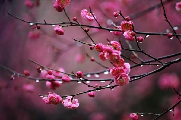 盆栽梅花怎么浇水，梅花浇水4大要点