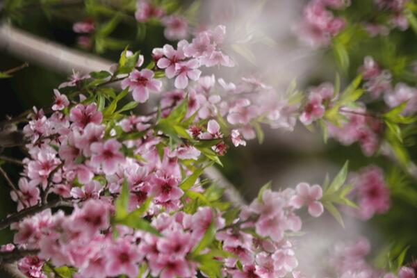 桃花盆景怎样越冬，做好保温措施并保证光照
