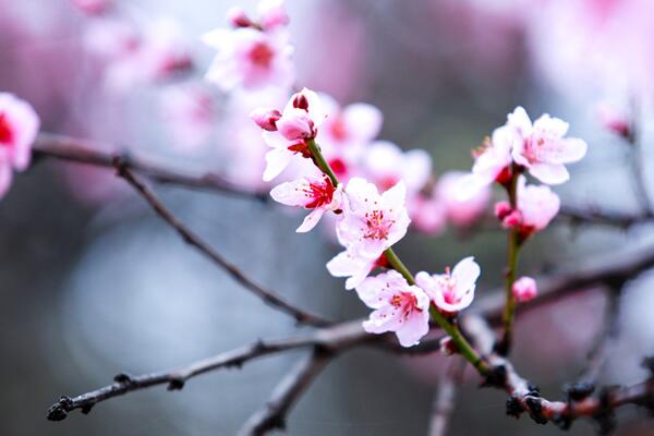 桃花盆景怎样越冬，做好保温措施并保证光照