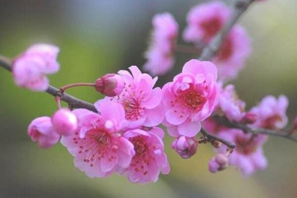 梅花冬天怎么养，做好以下5点可保梅花顺利越冬