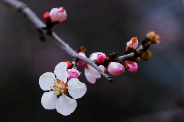 梅花不开花怎么办，分析原因并及时处理