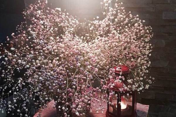 满天星适合送什么人,爱人/朋友/暗恋对象/长辈