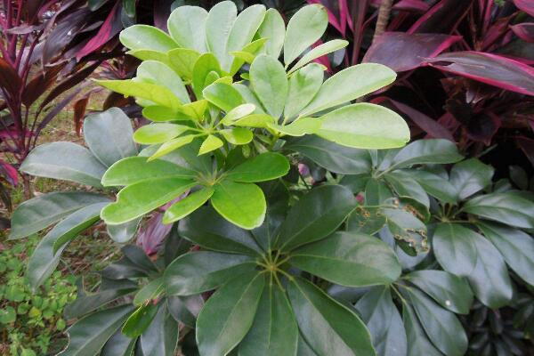 鹅掌藤会开花吗,花期在每年的7月份