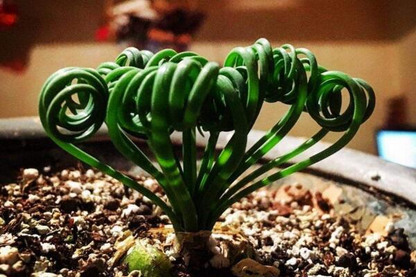 弹簧草有毒吗,它的汁液会对人体造成不适