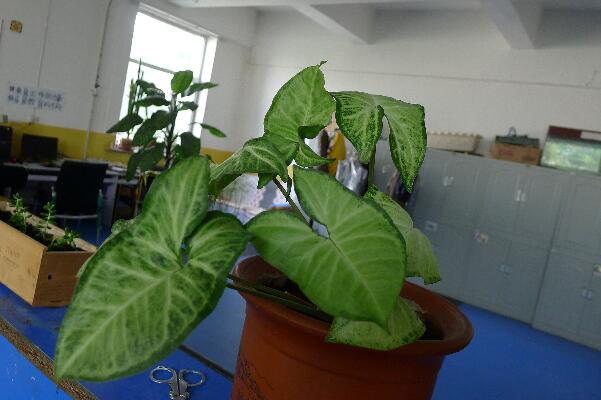合果芋有毒吗,汁液带有一定的毒性