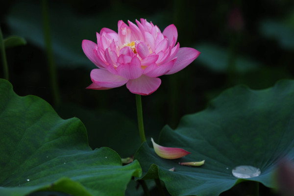 芙蓉是荷花吗，只有水芙蓉才是荷花