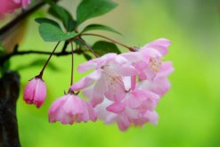 垂丝海棠什么时候开花，其花期在每年的3~4月
