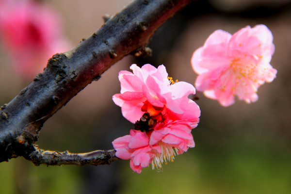 中国的国花是什么花 有提名梅花 牡丹花 菊花等 发财农业网