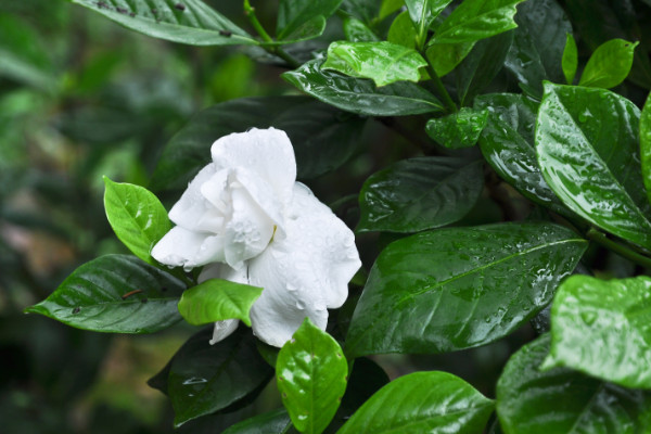 栀子花什么时候长花苞，每年4月左右开始生长