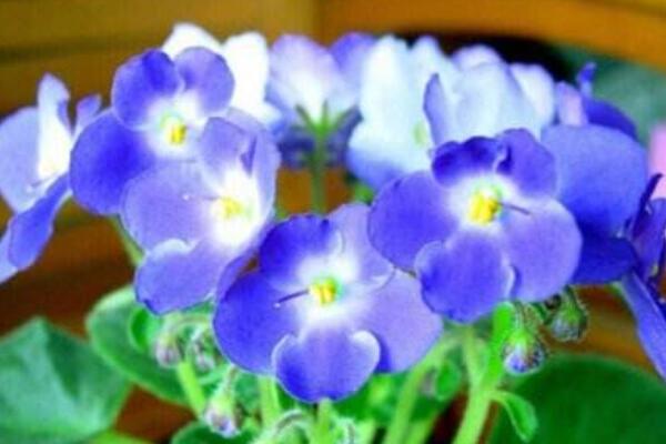 紫罗兰鲜花可以养几天