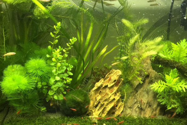 鱼缸净化的植物