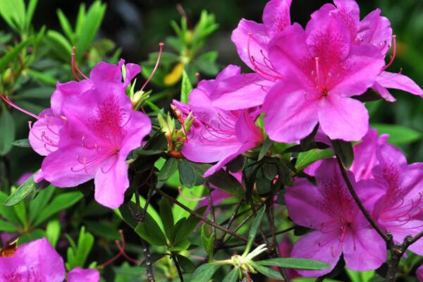 杜鹃花喜欢阳光吗