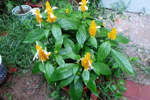 金苞花有毒吗