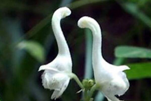 天鹅花有毒吗