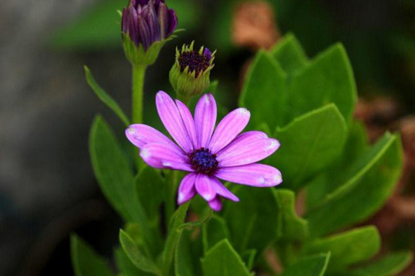蓝目菊花期