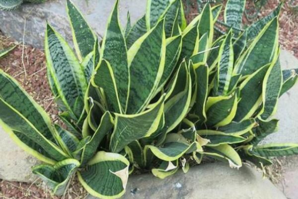虎尾兰开花吗