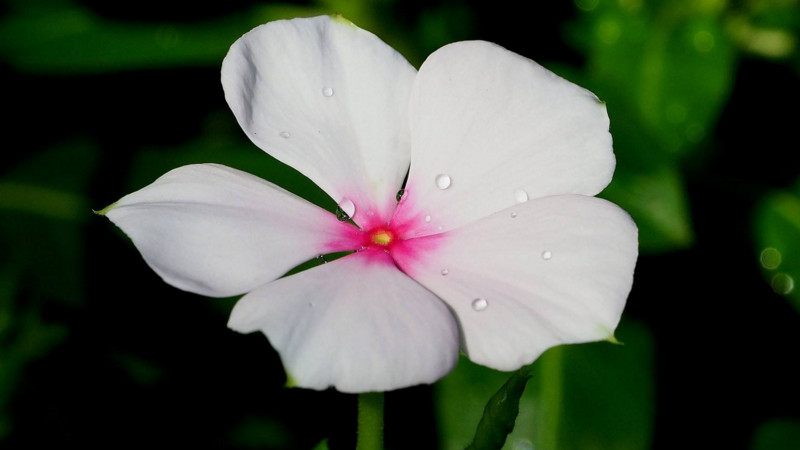 长春花花期可以摘心吗