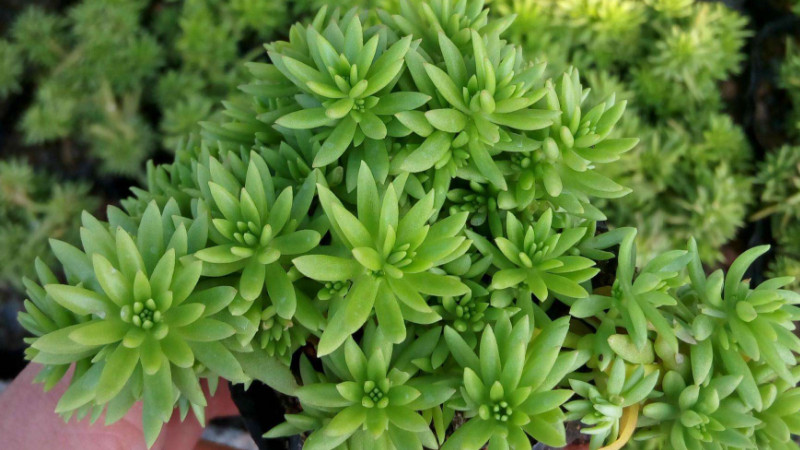 佛甲草有毒吗,佛甲草无毒可放心养殖