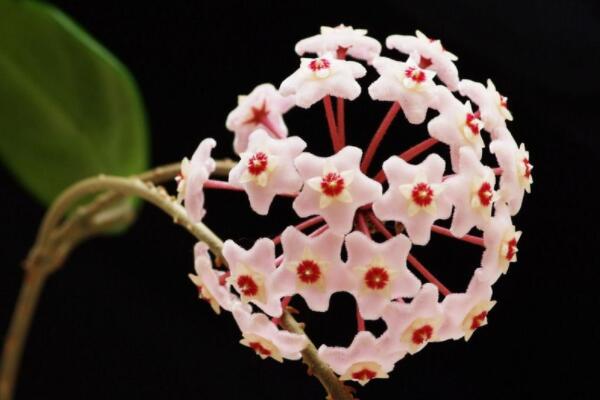球兰花有毒吗