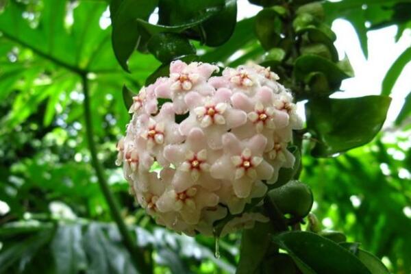 球兰花有毒吗