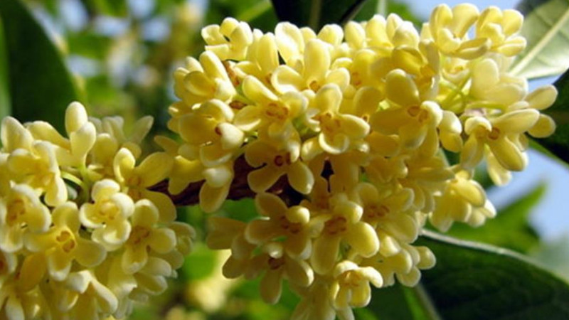 1,桂花