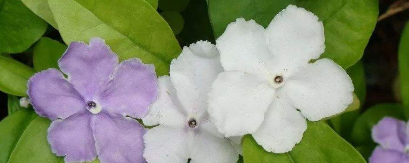 鸳鸯茉莉的花语