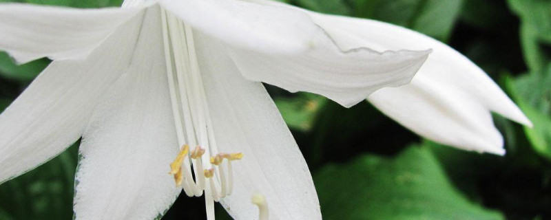 白玉簪花的养殖方法