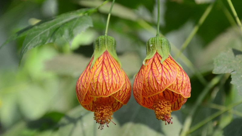 金铃花怎么修剪
