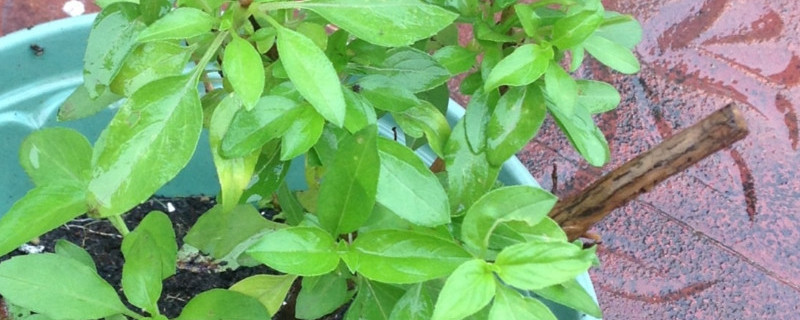 金不换是什么植物