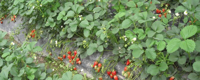 盆栽草莓苗的定植