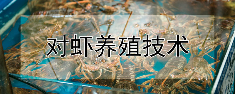 对虾养殖技术