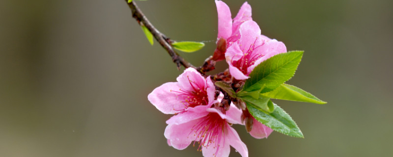 桃花树能活多少年