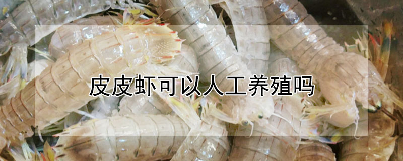 皮皮虾可以人工养殖吗