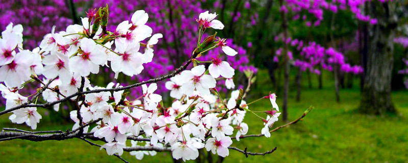 日本樱花几月份开花