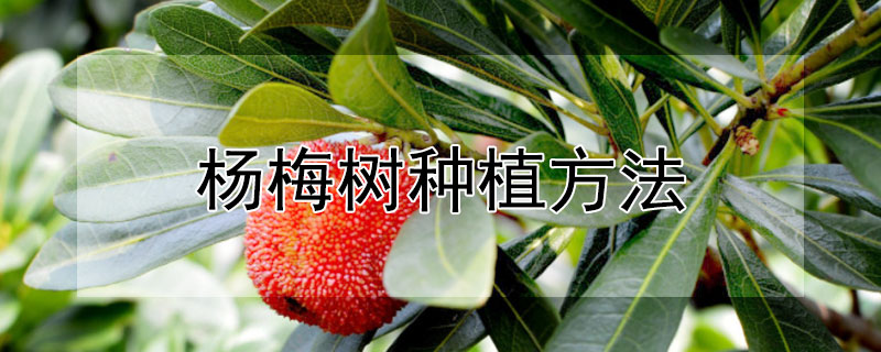 杨梅树种植方法