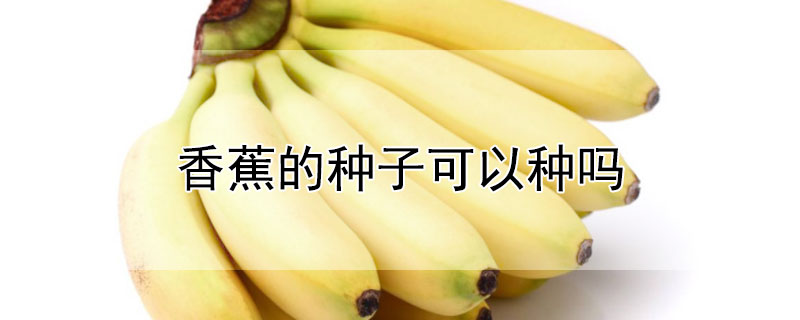 香蕉的种子可以种吗
