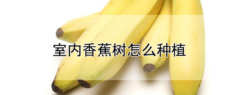 室内香蕉树怎么种植