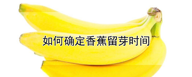 如何确定香蕉留芽时间