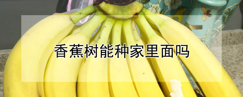 香蕉树能种家里面吗