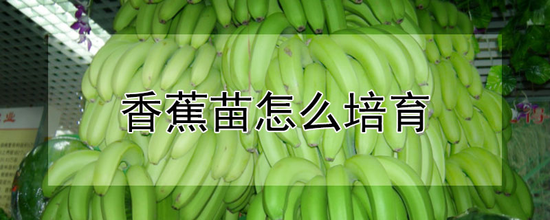 香蕉苗怎么培育